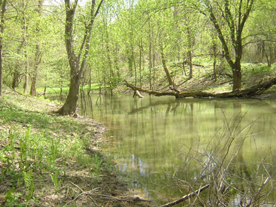 Wooded temperal pond